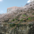 Sakura2017_125