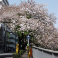 Sakura2017_126