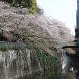 Sakura2017_123