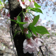 Sakura2017_133