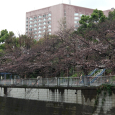 Sakura2018_014