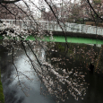 Sakura2018_015