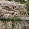 Sakura2018_054