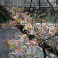 Sakura2018_057