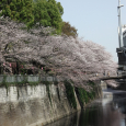 Sakura2018_053