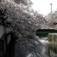 Sakura2018_056