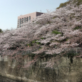 Sakura2018_055