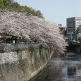 Sakura2018_059