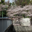 Sakura2018_058