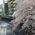 Sakura2018_060