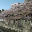 Sakura2018_064