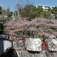 Sakura2018_069