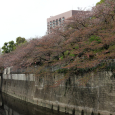 Sakura2018_074