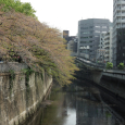 Sakura2018_086