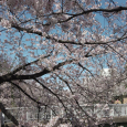 Sakura2019_036