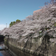 Sakura2019_040