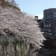 Sakura2019_033