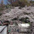 Sakura2019_034