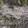 Sakura2019_031