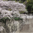 Sakura2019_041