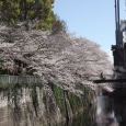 Sakura2019_042