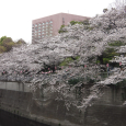 Sakura2019_052