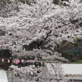 Sakura2019_048