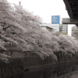 Sakura2019_044