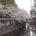 Sakura2019_054