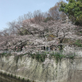 Sakura2019_007