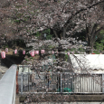 Sakura2019_001