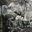 Sakura2019_003