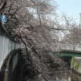 Sakura2019_005