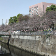 Sakura2019_006