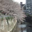 Sakura2019_002
