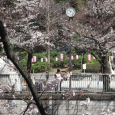 Sakura2019_016