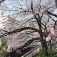 Sakura2019_010