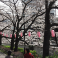 Sakura2019_012