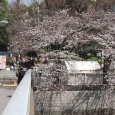 Sakura2019_013