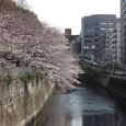 Sakura2019_014