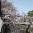 Sakura2019_019