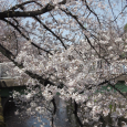 Sakura2019_015