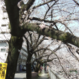 Sakura2019_018