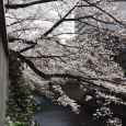 Sakura2019_011