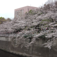 Sakura2019_026