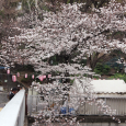 Sakura2019_020