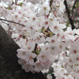 Sakura2019_022