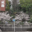 Sakura2019_029