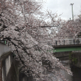 Sakura2019_025