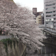 Sakura2019_021